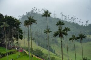 A lush green hillside with palm trees and people walking on it
