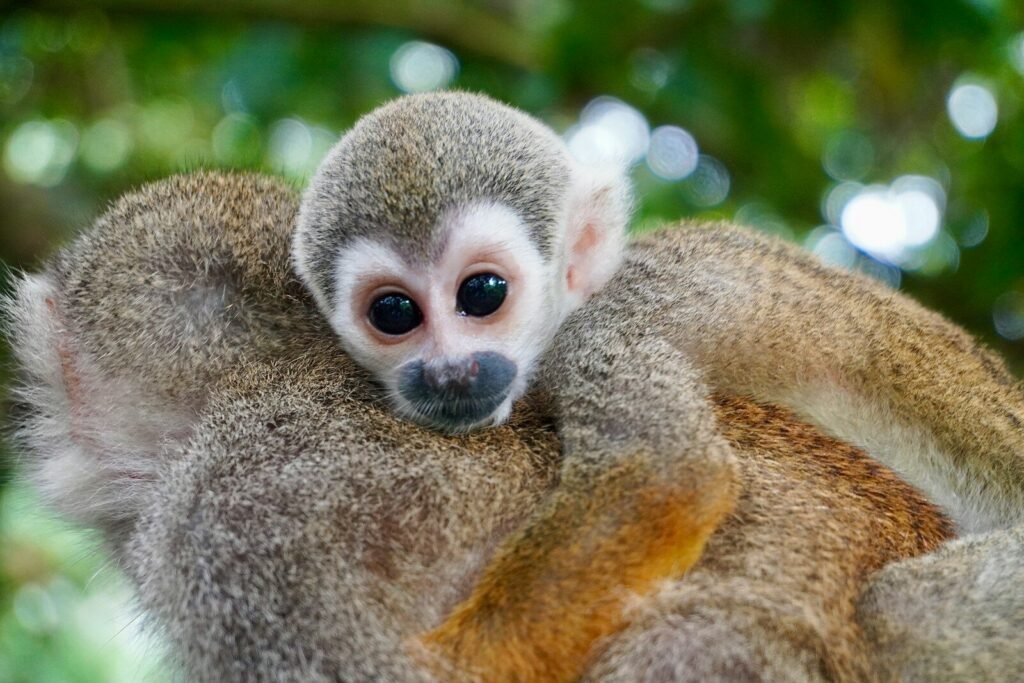 A baby monkey cuddles with its mother