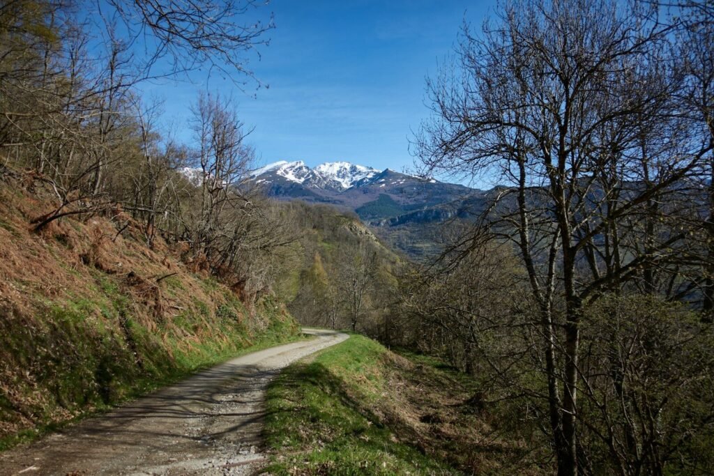 a dirt road surrounded by trees and mountains