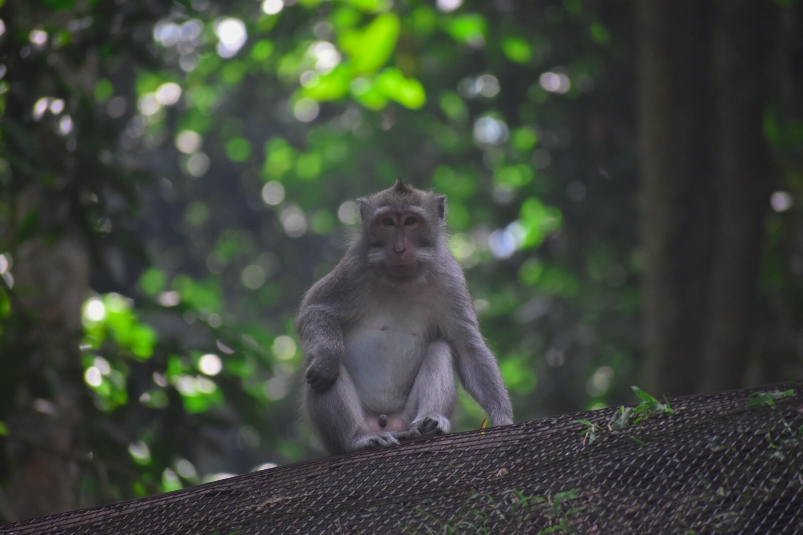 A monkey sitting on top of a mesh fence